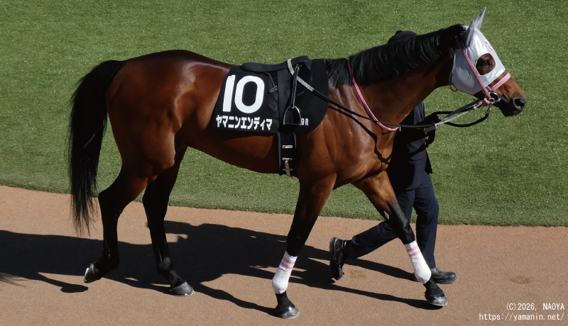 湾岸ステークス・パドックのヤマニンエンディマ