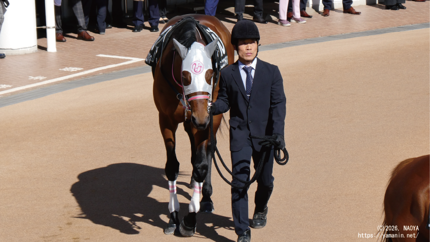 湾岸ステークス・パドックのヤマニンエンディマ