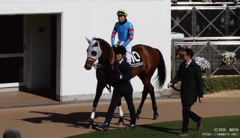 湾岸ステークス・パドックのヤマニンエンディマ