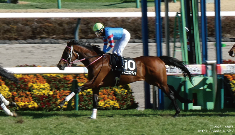 湾岸ステークス・1周目のヤマニンエンディマ