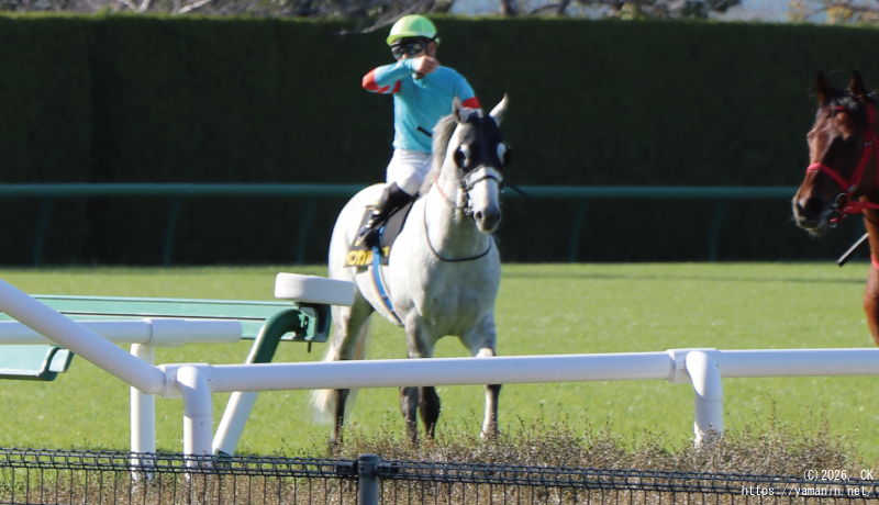 大阪城ステークス・パドックのヤマニンサンパ