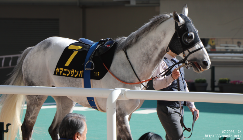 大阪城ステークス・パドックのヤマニンサンパ