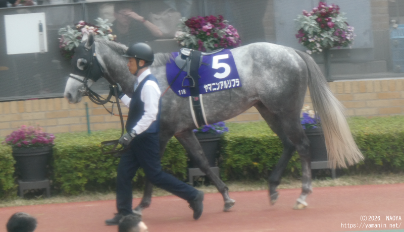 高松宮記念・パドックのヤマニンアルリフラ