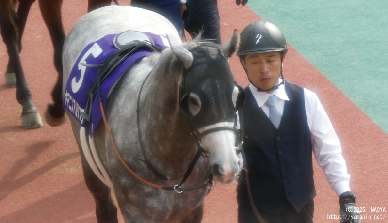 高松宮記念・パドックのヤマニンアルリフラ