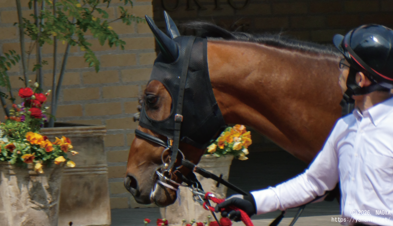 3歳未勝利・パドックのヤマニンフェイエル