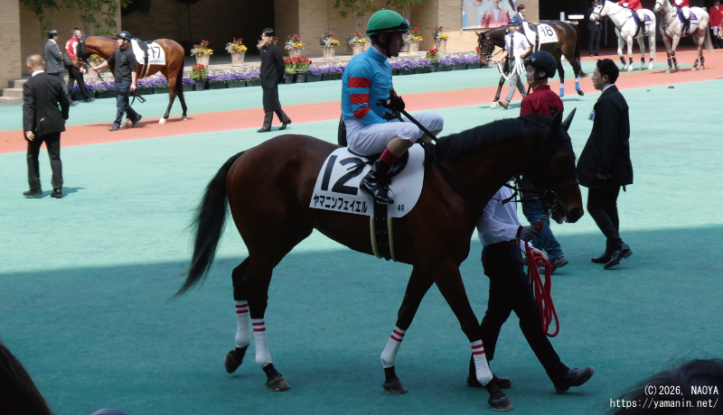3歳未勝利・パドックのヤマニンフェイエル