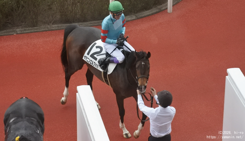 ３歳未勝利・レース後のヤマニンエルファバ