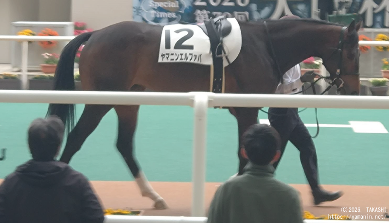 ３歳未勝利・パドックのヤマニンエルファバ