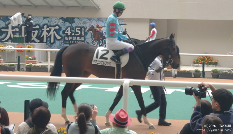 ３歳未勝利・パドックのヤマニンエルファバ