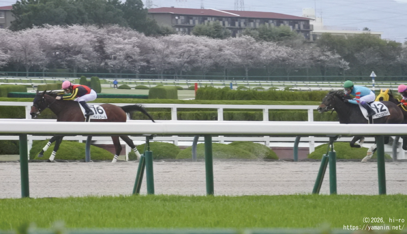 ３歳未勝利・ゴールに向かうヤマニンエルファバ