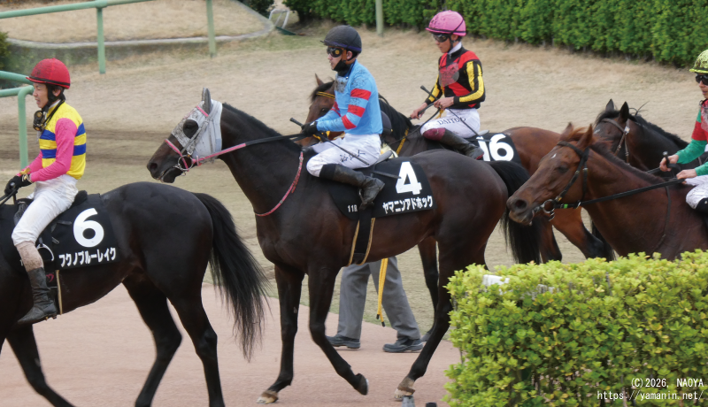 美浦ステークス･レース後のヤマニンアドホック