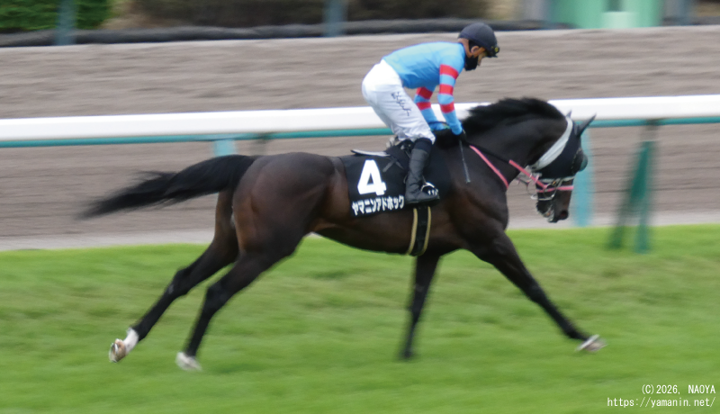 美浦ステークス･本馬場入場するヤマニンアドホック