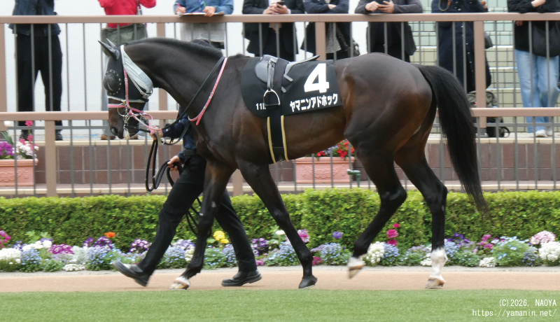 美浦ステークス･パドックのヤマニンアドホック