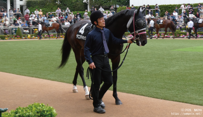 美浦ステークス･パドックのヤマニンアドホック