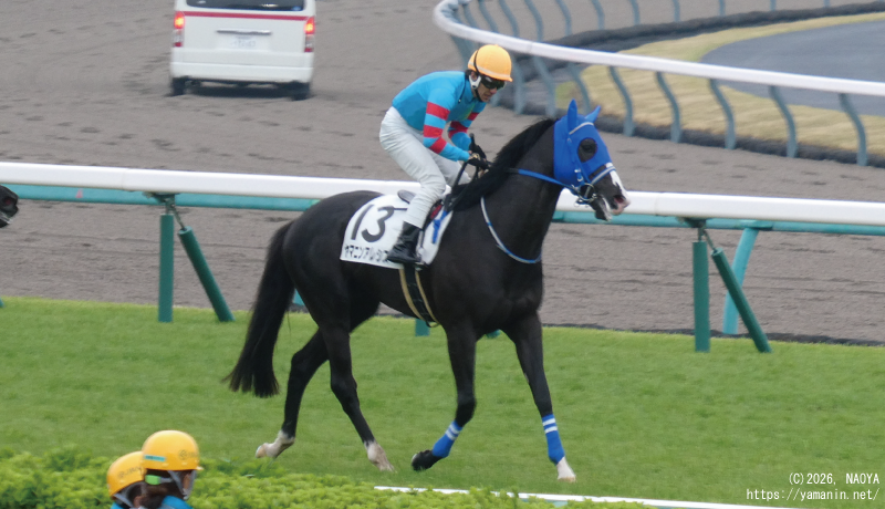 ３歳未勝利・レース後のヤマニンアレシス