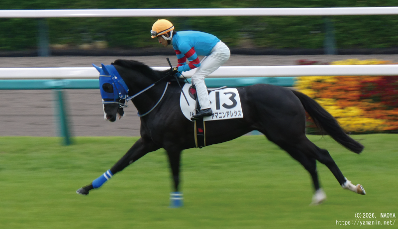３歳未勝利・本馬場入場するヤマニンアレシス