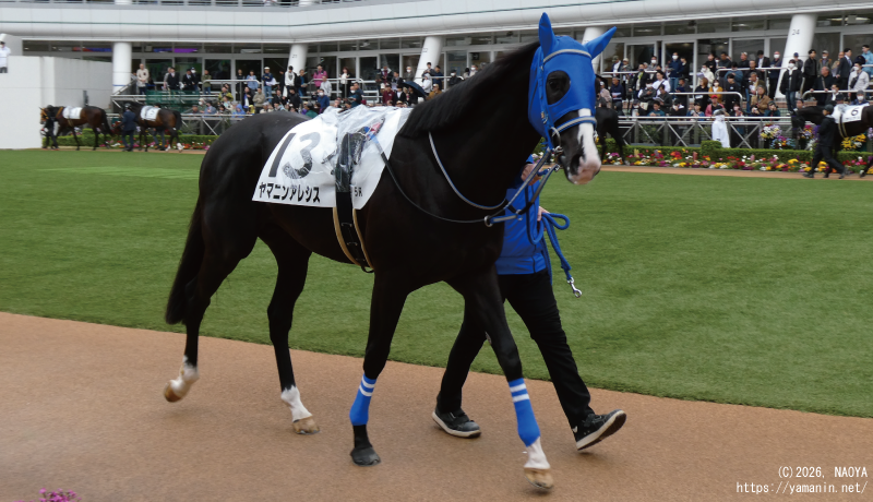 ３歳未勝利・パドックのヤマニンアレシス
