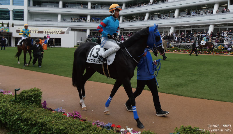 ３歳未勝利・パドックのヤマニンアレシス