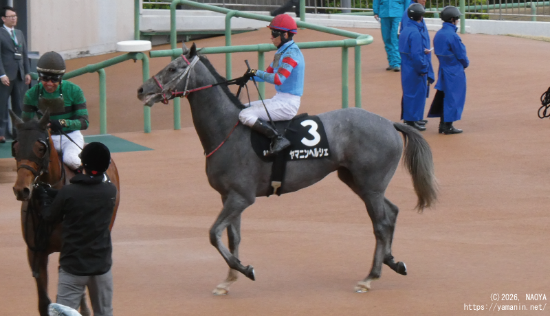 山吹賞･レース後のヤマニンヘルシェ