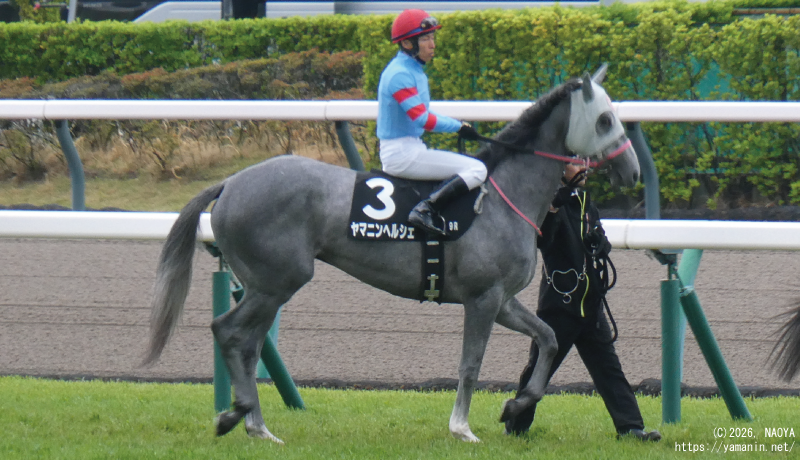 山吹賞･本馬場入場するヤマニンヘルシェ
