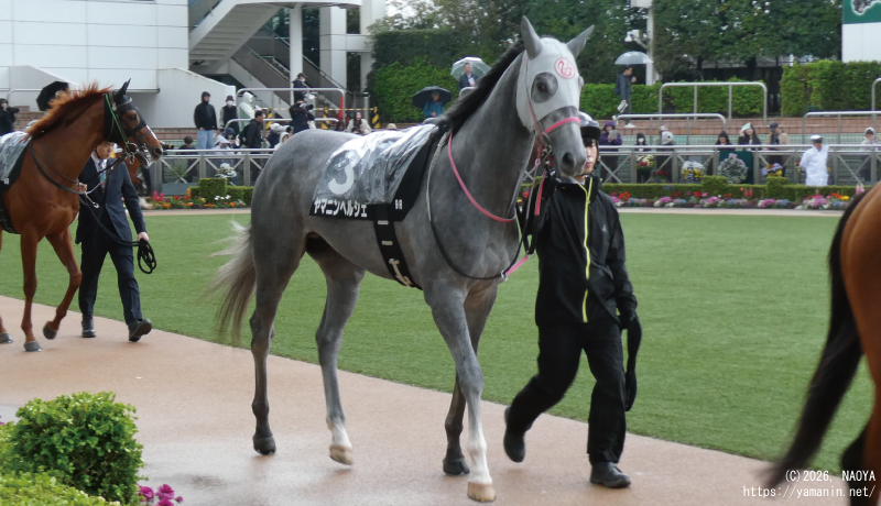 山吹賞･パドックのヤマニンヘルシェ