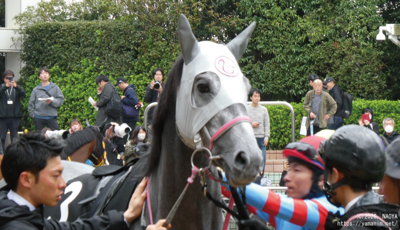 山吹賞･パドックのヤマニンヘルシェ