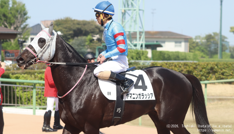 自己条件戦・レース後のヤマニンガラッシア