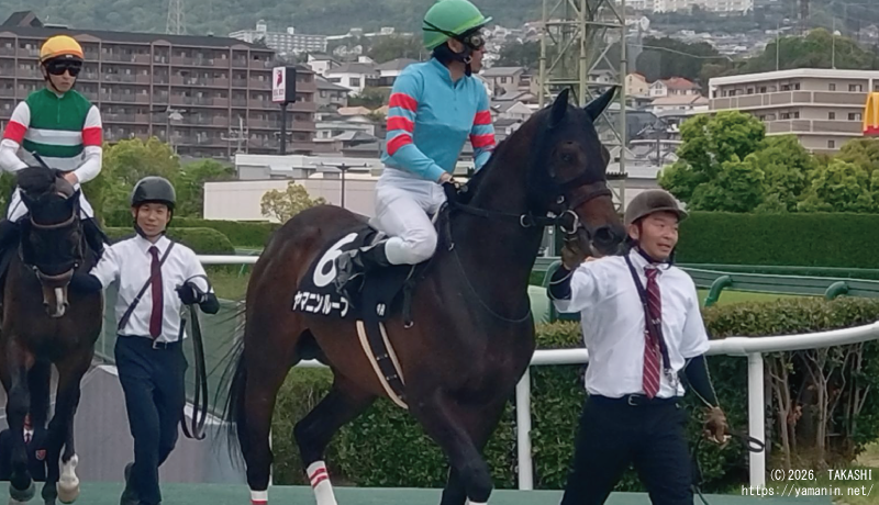 蓬莱峡特別・本馬場入場するヤマニンループ
