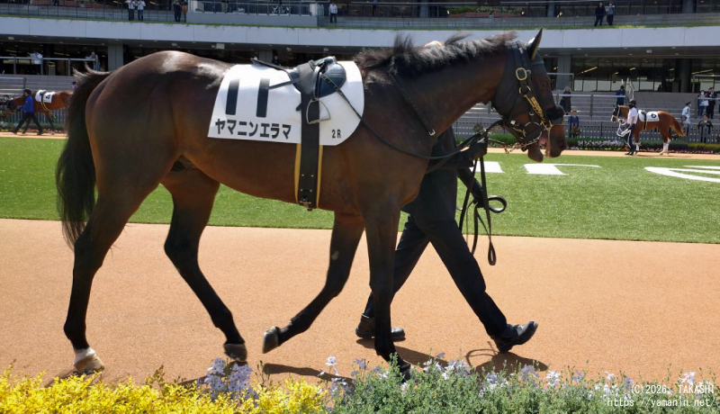 3歳未勝利・パドックのヤマニンエラマ