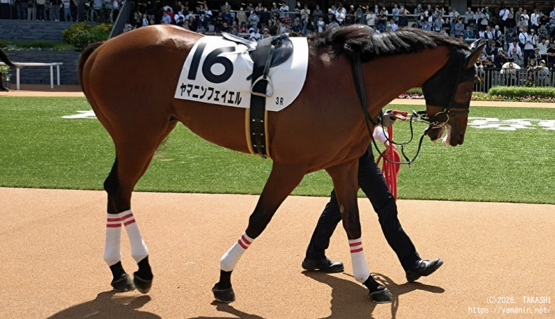 3歳未勝利・パドックのヤマニンフェイエル