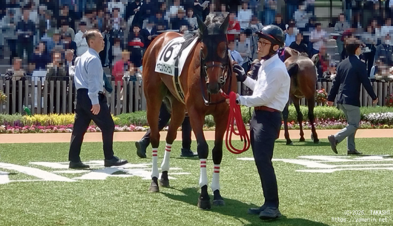 3歳未勝利・パドックのヤマニンフェイエル