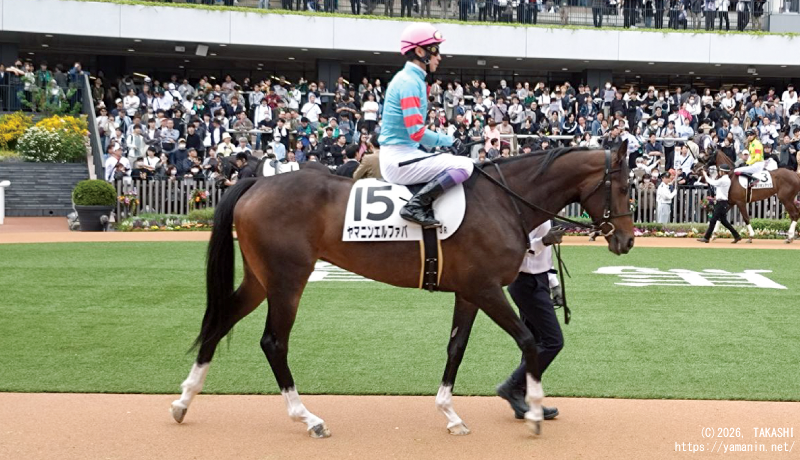 ３歳未勝利・バドックのヤマニンエルファバ