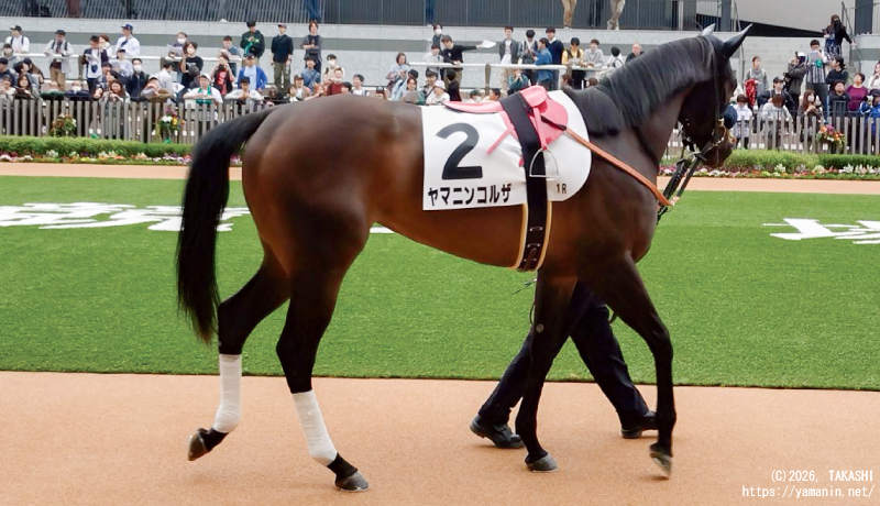 ３歳未勝利・バドックのヤマニンコルザ