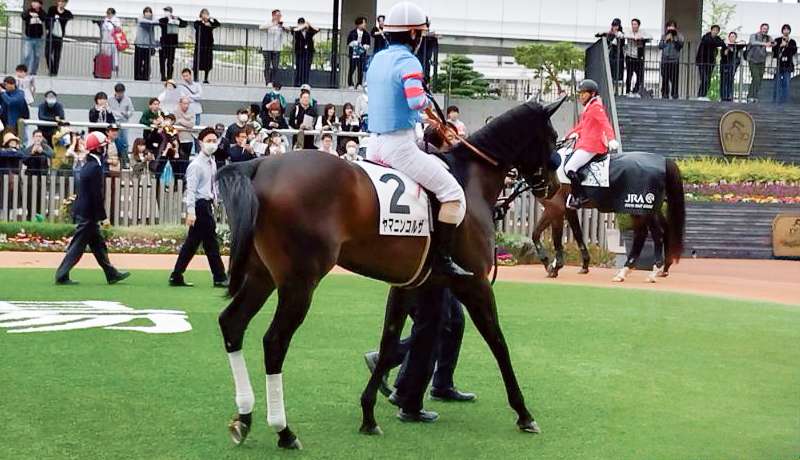 ３歳未勝利・バドックのヤマニンコルザ