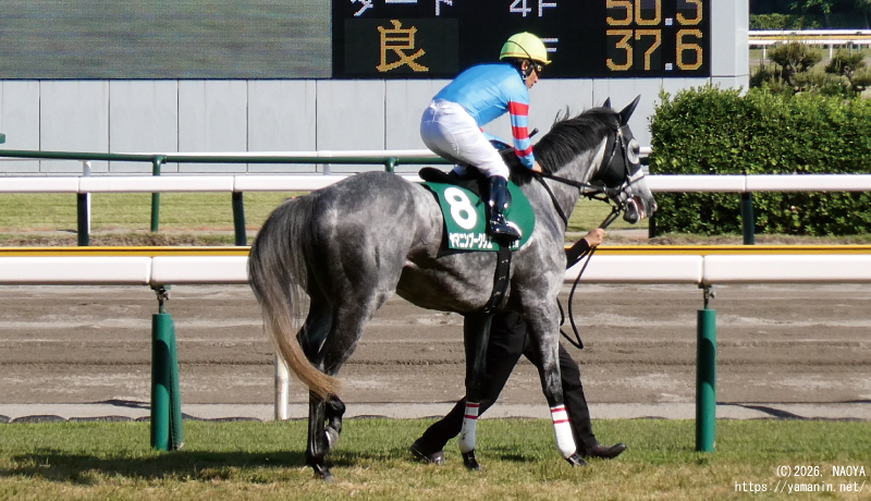 新潟大賞典・本馬場入場するヤマニンブークリエ