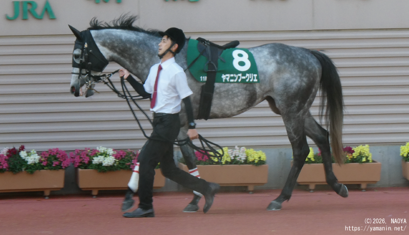 新潟大賞典・パドックのヤマニンブークリエ