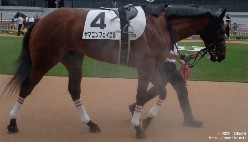 3歳未勝利・パドックのヤマニンフェイエル