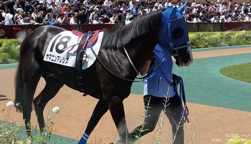 ３歳未勝利・パドックのヤマニンアレシス