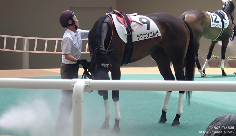 3歳未勝利・パドックのヤマニンコルザ