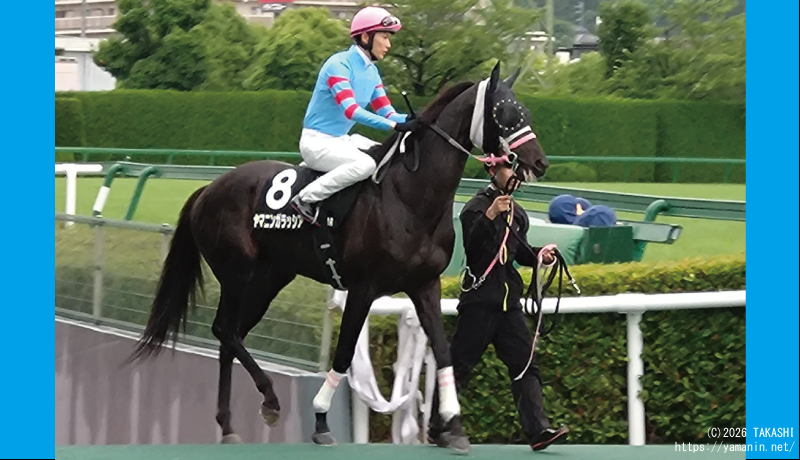 三木特別・パドックのヤマニンガラッシア