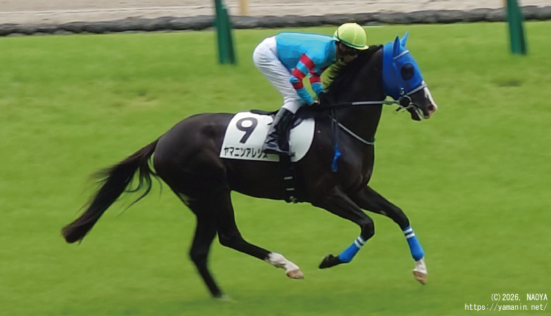 3歳未勝利・本馬場入場するヤマニンアレシス