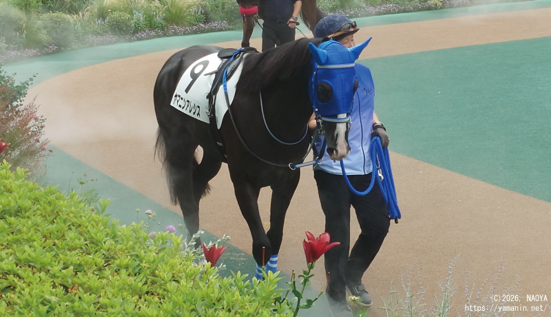 3歳未勝利・パドックのヤマニンアレシス
