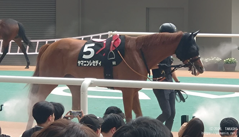 武庫川特別・パドックのヤマニンレセディ