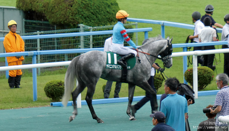 北九州記念2026・本馬場入場するヤマニンアルリフラ
