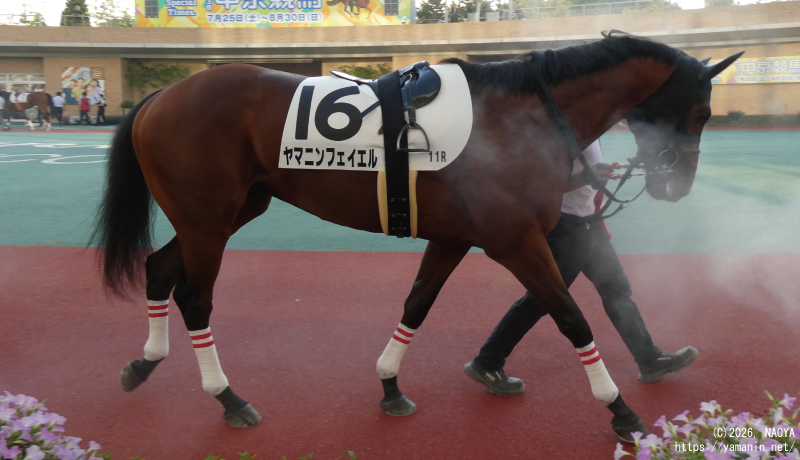 自己条件戦・パドックのヤマニンフェイエル