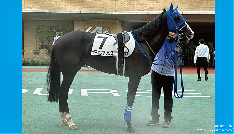 ３歳未勝利 優勝時・パドックのヤマニンアレシス