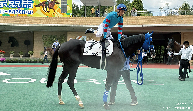 ３歳未勝利 優勝時・パドックのヤマニンアレシス