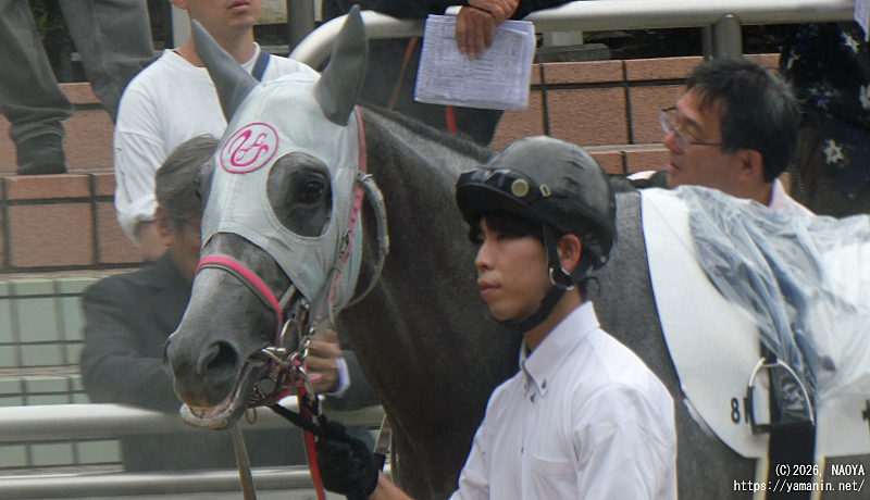 自己条件戦・パドックのヤマニンヘルシェ