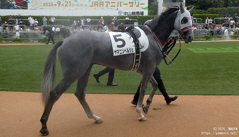 自己条件戦・パドックのヤマニンヘルシェ