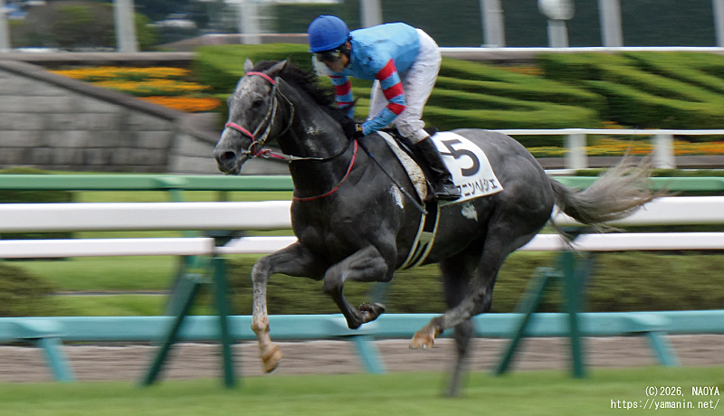 自己条件戦・1周目を走るヤマニンヘルシェ